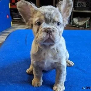 Charming French Bulldog puppies
