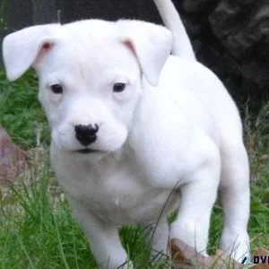 Adorable Dogo Argentino Puppies Available