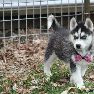 AKC Siberian Husky puppies for Lovely Homes