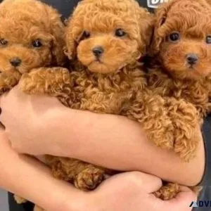 Toy Poodle Pups