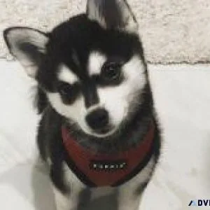 A. Klee Kai Puppies ready for you