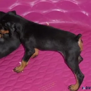 Home raised Doberman Pinscher Puppies Available