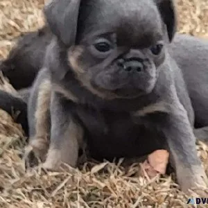 AKC female Brussel Griffon puppy