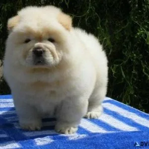 Blue Tongue Chow Chow Puppies For Adoption