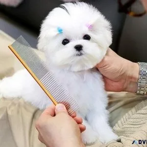 Pomeranian puppies