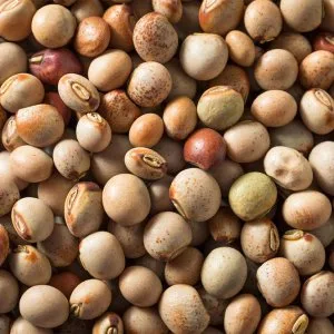 Cold storage services in jalgaon &raquo; srm group