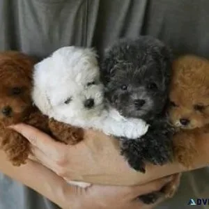 Toy poodle puppies