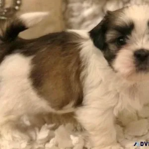 Cute Shih Tzu puppies for Lovely Homes