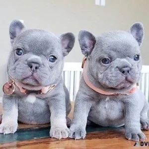 Frenchy Puppies