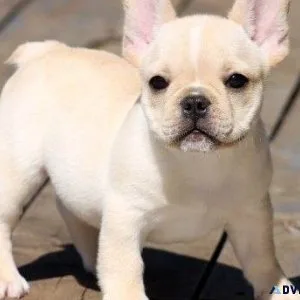 Adorable French Bulldog puppies ready for adoption