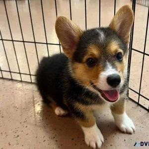 Pembroke Welsh Corgi Puppies