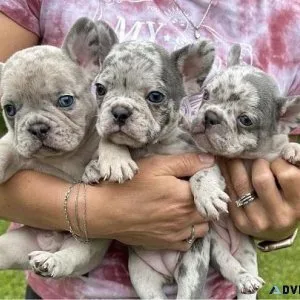 French Bulldog Akc Pups