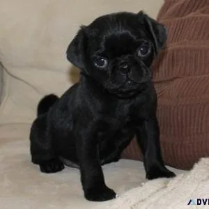 Gorgeous Pug puppies