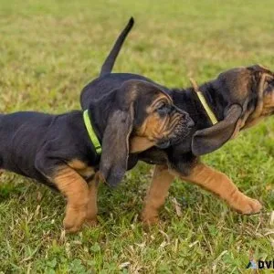 Bloodhound Puppies