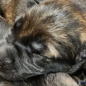 Discover Loyalty and Intelligence German Shepherd Dogs