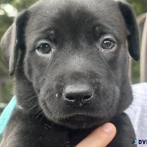 Great Malinois puppies