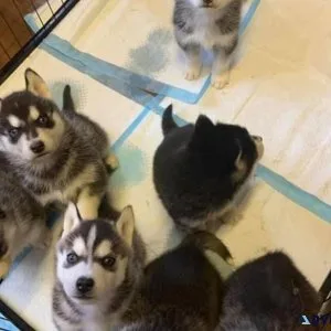 Husky puppies