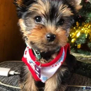 Cute and Adorable Yorkie puppies for Sale