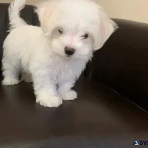 Pure Breed Maltese Puppies