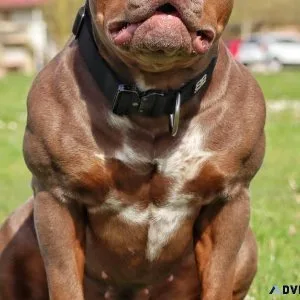 Bully dogs