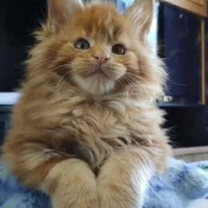 Maine coon kitten in bangalore