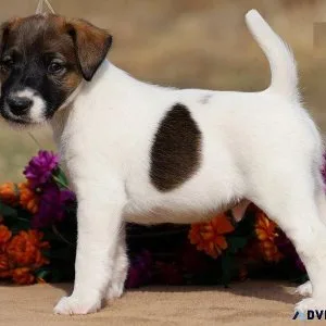 Sweet Tempered Fox Terrier puppies  Available