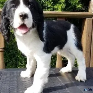 Home raised English Springer Spaniel puppies