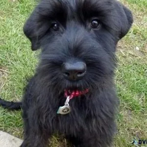Healthy Giant Schnauzer Puppies for sale