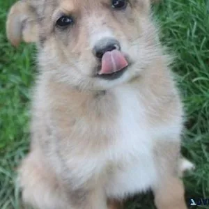 Gorgeous German Australian Shepherd puppies