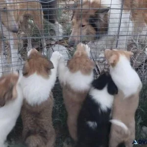 Stunning Collie puppies Available for sale