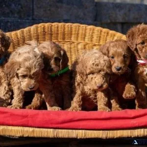 Healthy Irishdoodle Puppies Available