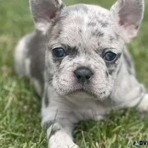 Adorable Frenchton puppies for sale