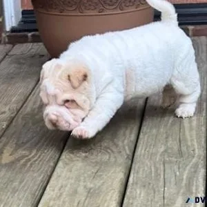 Super Wrinkled Chinese Shar-Pei puppies for sale