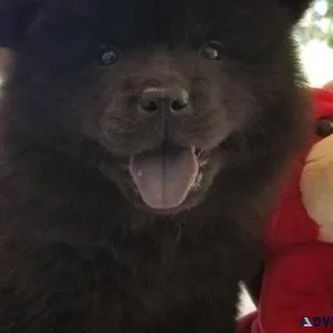 Home raised Chow Chow puppies for sale