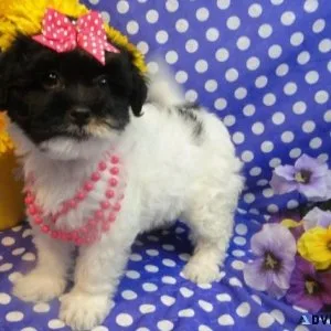 Adorable Havanese puppies for sale