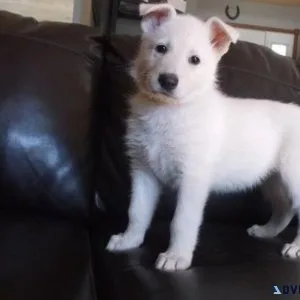 Top Healthy White Shepherd puppies available