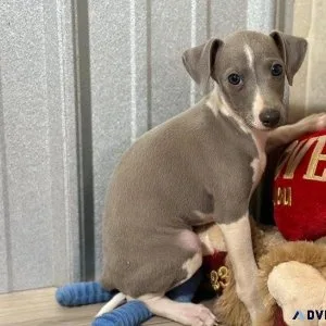 AKC Italian Greyhound Puppies Available