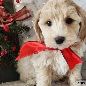 Ready To Go Now Maltipoo Puppies AKC Reg