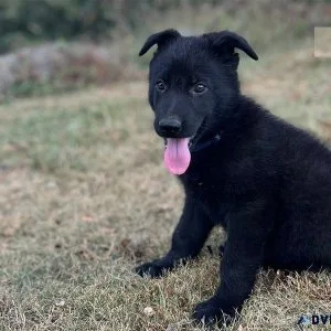 Top home raised German Shepherd puppies