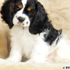 Well Socialized Cocker Spaniel puppies for sale