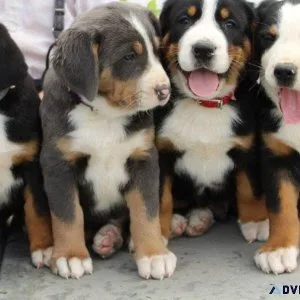 Home raised Greater Swiss Mountain Dogs for sale