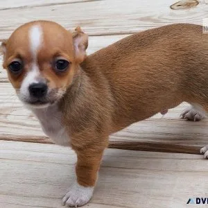 Healthy Chihuahua puppies for sale