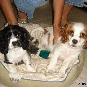 Adorable Cockalier puppies for sale