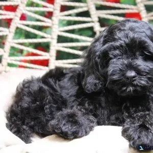 Beautiful Cockapoo puppies for sale
