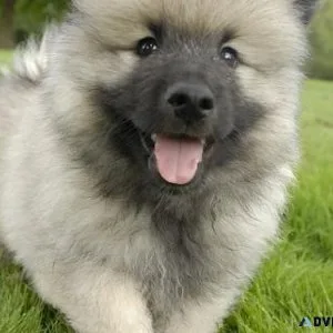 Gorgeous Keeshond Puppies Available For Sale.