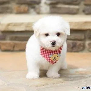 Sweetest Coton De Tulear puppies Available for sale