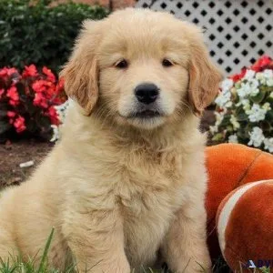 Potty Trained Golden Retriever Puppies for sale