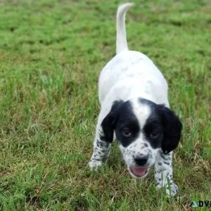 Potty Trained English Setter puppies for sale