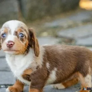 Healthy Dachshund puppies Available for sale