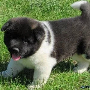 Gorgeous Akita puppies available For sale.